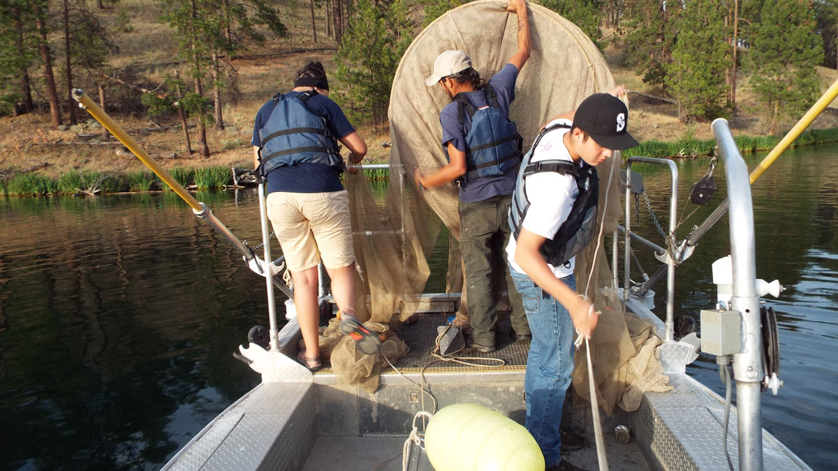 Student Internships Spokane Tribal Fisheries