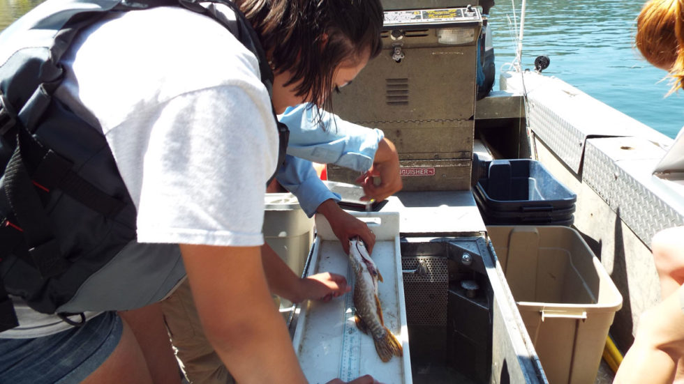 Student Internships Spokane Tribal Fisheries